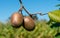 Fresh kiwi fruit on tree growing. Kiwifruit Actinidia