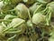 Fresh Kohlrabi or German turnip background