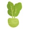 Fresh kohlrabi icon cartoon vector. Healthy food