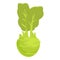 Fresh kohlrabi icon cartoon vector. Healthy vegetable