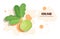 Fresh kohlrabi sticker tasty vegetable icon healthy food concept horizontal copy space