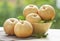 Fresh Korean pear or Nashi pear  fruit in the basket over green natural Blur background, Snow pear fruit in wooden basket.