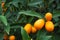 fresh kumquat orange