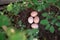 Fresh laid chicken eggs in a garden nest in the bush