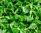 Fresh lamb lettuce corn salad on background, texture