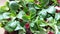 Fresh lamb salad and red chicory with waterdrops, close up