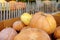 Fresh large healthy bio pumpkins on agricultural farm at autumn