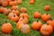 Fresh large healthy bio pumpkins on agricultural farm at autumn