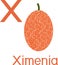 Fresh large sourplum Ximenia caffra fruit