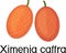 Fresh large sourplum Ximenia caffra fruit