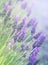 Fresh lavanda flowers at pastel colors