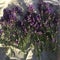 Fresh lavanda from the garden