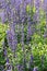 Fresh Lavender flower in the garden.