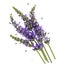 Fresh lavender flowers over white