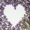 Fresh lavender heart isolated on white background