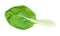 Fresh leaf of bok choy Chinese leaf cabbage cutout