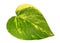 Fresh leaf from indoor decorative liana Scindapsus isolated macro