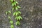 Fresh leafs on granite, Seychelles