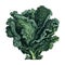 Fresh leafy kale, a healthy vegetarian salad