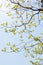 Fresh leaves and branches of dogwood (Cornus florida) and sunlight