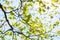 Fresh leaves and branches of dogwood (Cornus florida) and sunshine