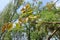 Fresh leaves and catkins of walnut in April