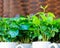 Fresh leaves of a coffee plant in white cups. Sprouted coffee sprouts, fresh natural green leaves, potted plant