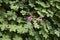 Fresh leaves and flowers of Geranium macrorrhizum