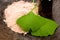 Fresh leaves ginko biloba essential oil and powder