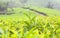 Fresh leaves of green tea close up at plantations in Kerala, Sou