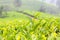 Fresh leaves of green tea close up at plantations in Kerala, Sou