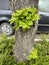 Fresh leaves growing on the tree trunk