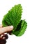 Fresh leaves of Lemon Balm herb Melissa Officinalis held in left hand of young girl, white background