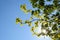 Fresh leaves of maple and rowan are lit by the sun. Clear spring day with green trees against blue sky