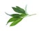 Fresh leaves of peony plant isolated