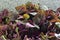 Fresh leaves of red spinach, amaranth in steel basket on heap of amaranth