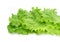 Fresh leaves of salad on white background