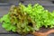Fresh leaves of salade: green iceberg salad, lettuce oakleaf, batavia mixed
