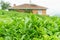 Fresh leaves of tea trees grow on green hills plantations