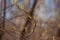 Fresh leaves on trees close-up. Spring, swelling buds and blooming leaves