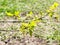 Fresh leaves on twig of ash-leaved maple in spring