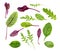 fresh leaves of various leafy vegetables isolated