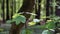 Fresh leaves on a young maple, spring forest, fuzzy background