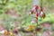 Fresh leaves on a young maple, spring forest, fuzzy background