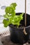 Fresh leaves of a young salad and one dried leaf in a pot with earth.