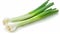 Fresh leek vegetable isolated on white background, cutout from surroundings for clear view