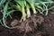 Fresh leeks with roots are lying on the ground. Harvesting leeks