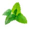 Fresh Lemon balm Melissa officinalis leaves isolated on a white background. Mint, peppermint close up