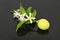 Fresh lemon flover isolated on black acrylic background