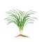 A Fresh Lemon Grass Plant on White Background